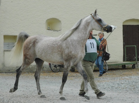 30.8. Araber 082-crop_edited