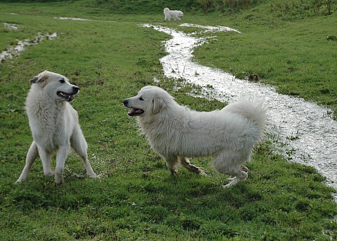 Pyrenäenberghund 21_edited