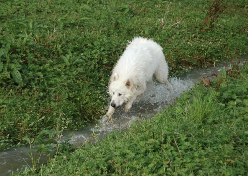 Pyrenäenberghund 22_edited