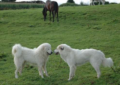 Pyrenäenberghund 23_edited