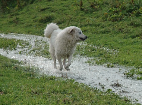 Pyrenäenberghund 24_edited