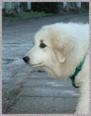 Pyrenenberghund Bailey 2