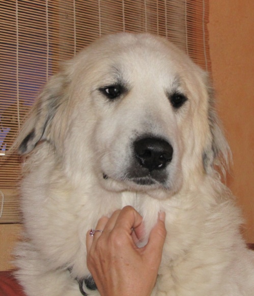 Pyrenenberghund Faberg 1