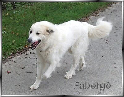 Pyrenenberghund Faberg 102