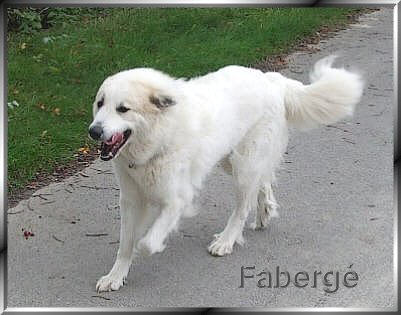 Pyrenäenberghund Fabergé 102