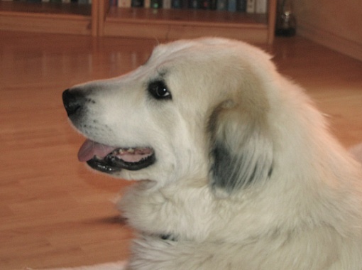 Pyrenenberghund Faberg 2