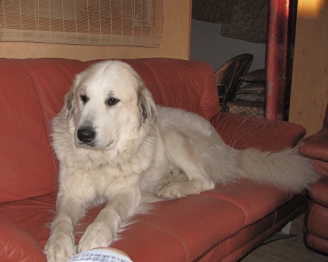 Pyrenenberghund Faberg 4