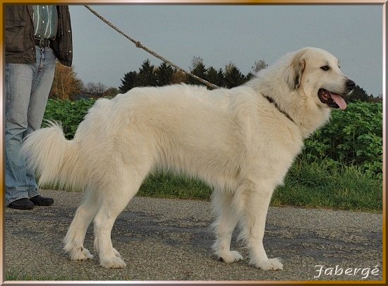Pyrenenberghund Faberg 5