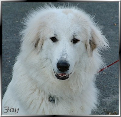 Pyrenäenberghund Fay_edited