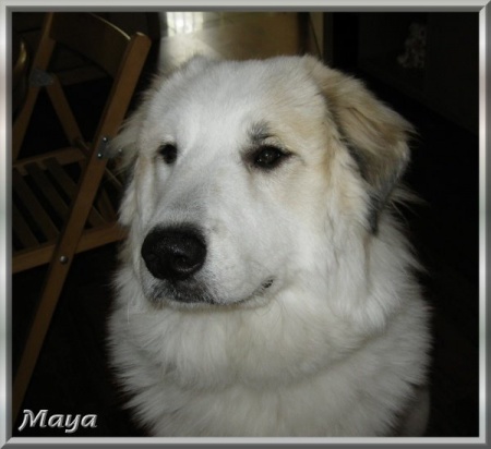 Pyrenenberghund Habiba-Maya-0_edited