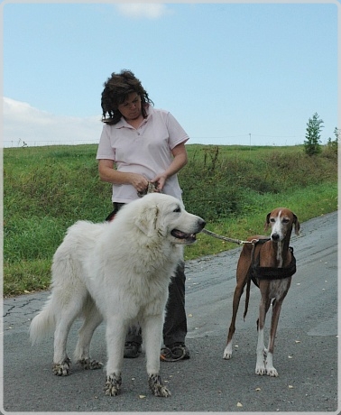 Pyrenäenberghund Jenna4b