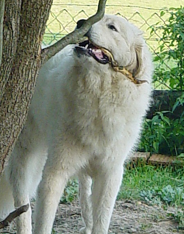 Pyrenenberghund Leila 2