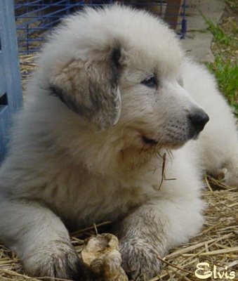 Pyrenäenberghund Welpe 001_edited