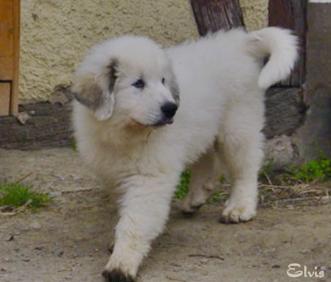 Pyrenäenberghund Welpe 002_edited