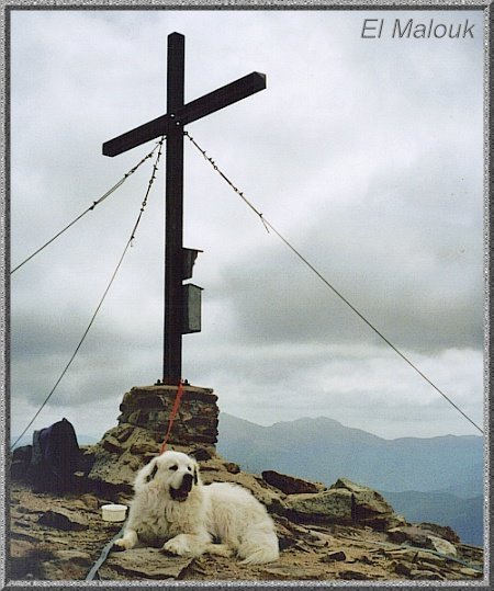 Pyrenenberghund    El Malouk Sommer 09