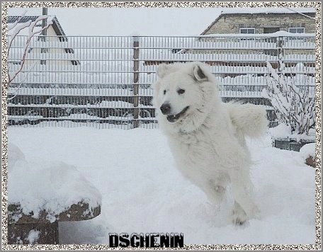 Pyrenenberghund im Schnee2_edited1