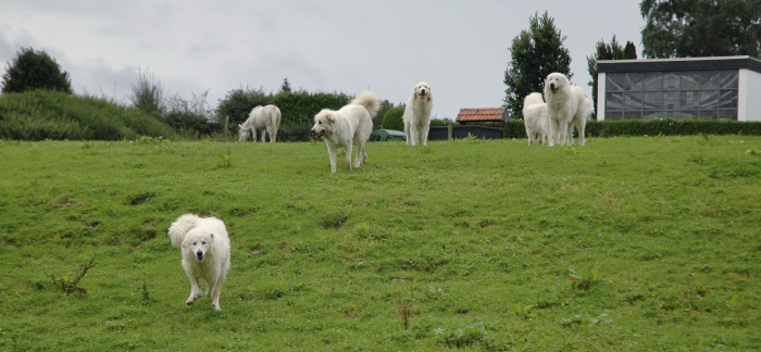 Pyrenäenberghunde 01_edited