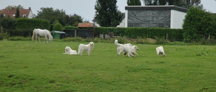 Pyrenäenberghunde 02_edited
