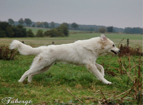 Pyrenenberghunde 038_edited