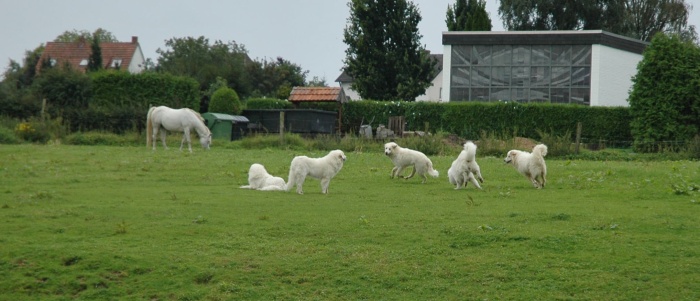 Pyrenäenberghunde 03_edited