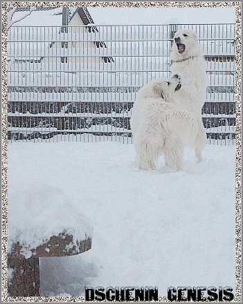Pyrenenberghunde im Schnee2_edited1