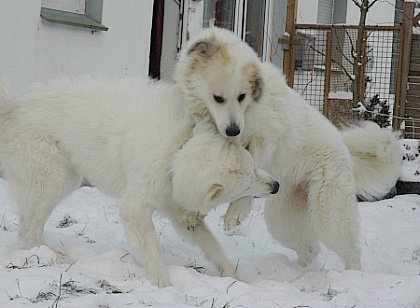 Pyrenenberghunde im Schnee 1