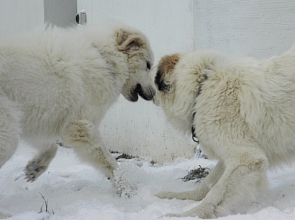 Pyrenenberghunde im Schnee 2