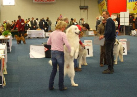 a_Hundeausstellung_Oktober_2008_039_a